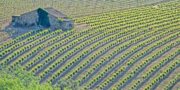 Vignoble de Saint-Chinian - Hérault, le Languedoc © J. DEBRU